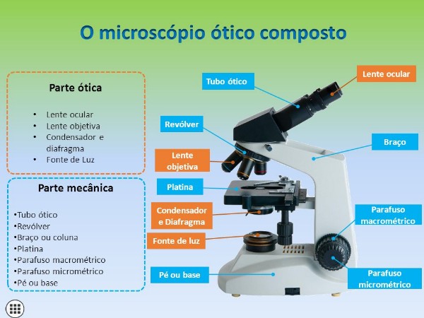 Partes De Um Microscopio E Sua Funcao